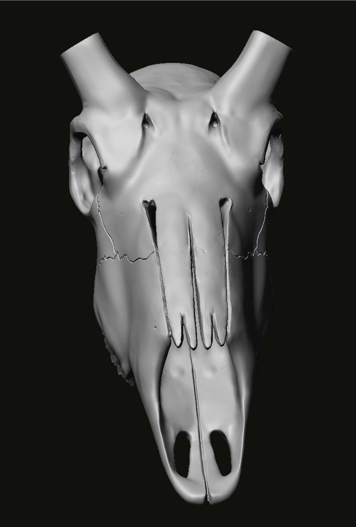 3D Kudu skull with stand and wall maunt 3D print model model https://p.turbosquid.com/ts-thumb/yf/ENWdcr/gD/12/jpg/1750682269/1920x1080/fit_q87/403042ba74a9563db20d7b5f1185a4358b8cce1e/12.jpg