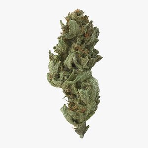 cannabis bud amnesia model
