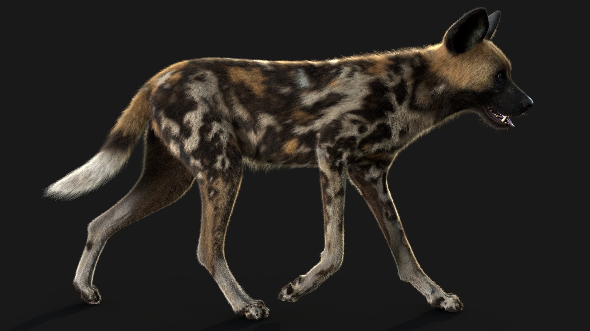 Wild Dog XGen 3D model https://p.turbosquid.com/ts-thumb/yf/Rm8SGs/18/wild_dog_a/jpg/1688698928/1920x1080/fit_q87/f119569d8d9121c67babc7116ed2fe1b0bb8abaf/wild_dog_a.jpg