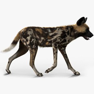 Wild Dog XGen