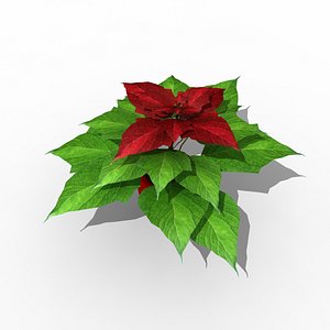 Poinsettia Christmas Star