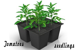 Seedlings of tomatoes
