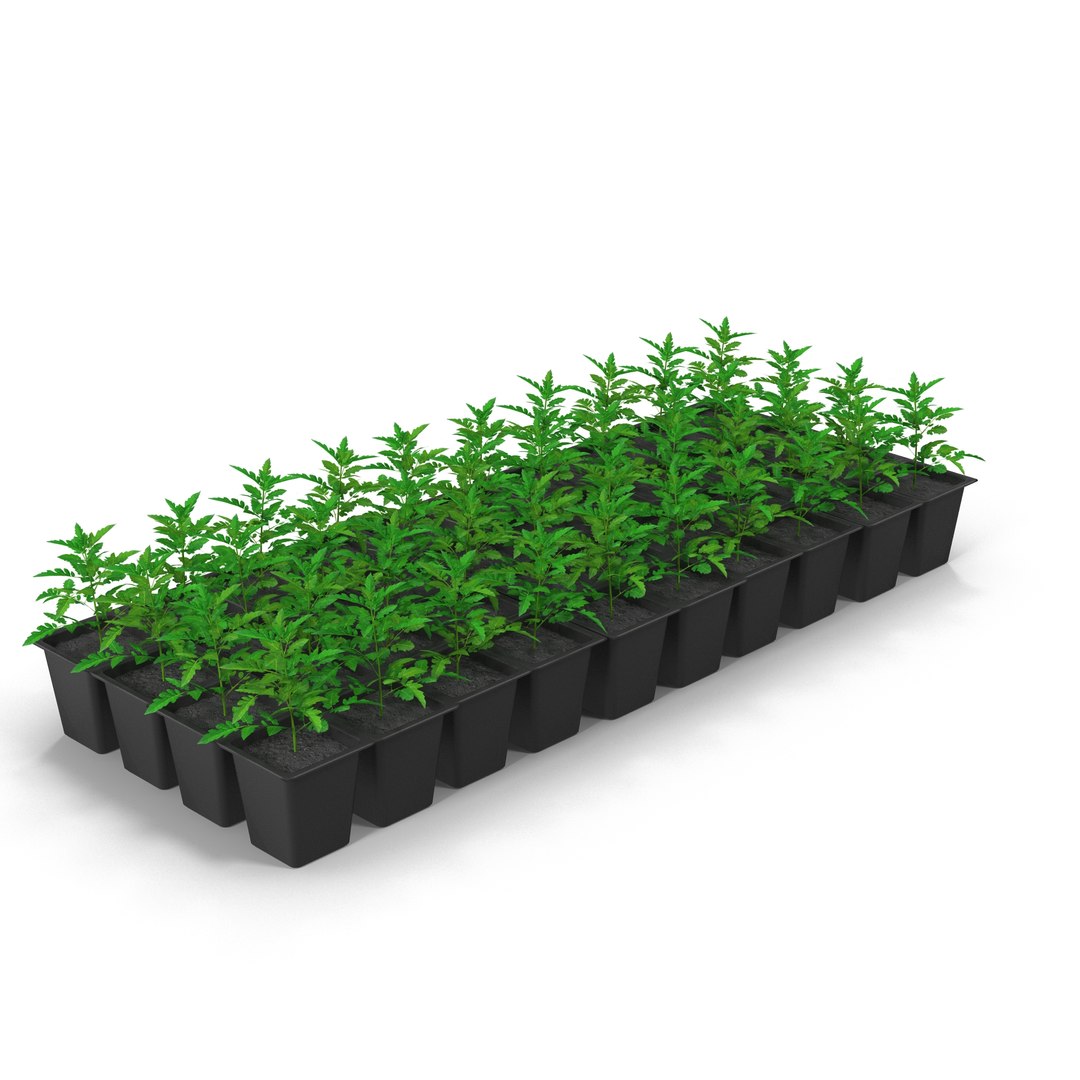 3d Tomatoes Seedlings Model