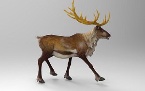 Rain Deer 10 Animations 3D model