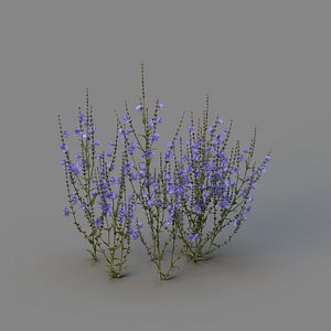 3D chicory blossoms