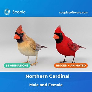 3D 3D Bird Pack Northern Cardinal Male and Female