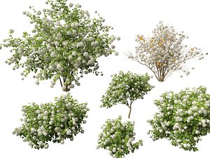 3D HighpolyLowpoly Viburnum opulus - Guelder Rose model