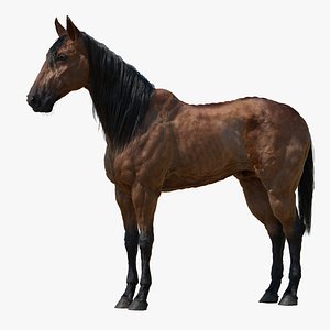 Horse 3D