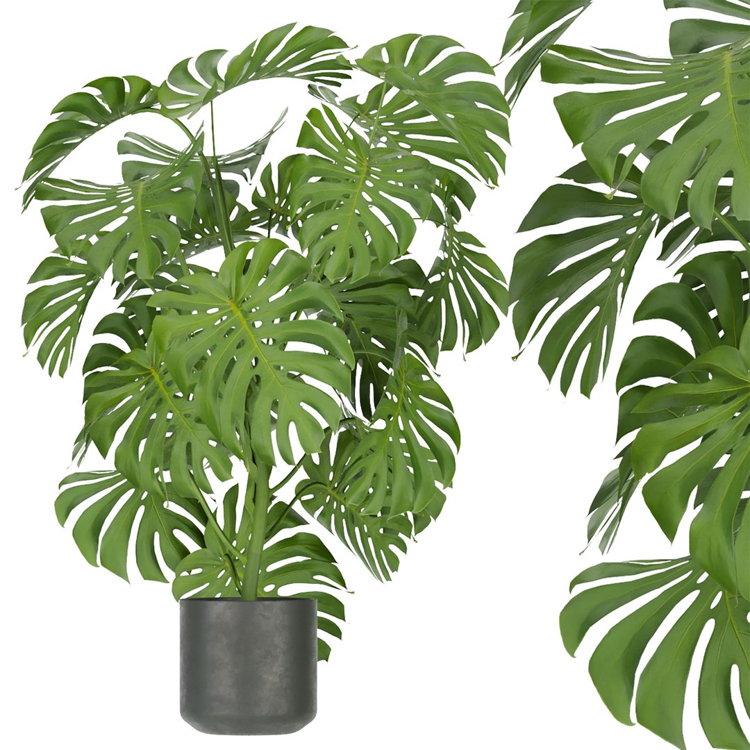 Collection plant vol 334 - indoor - monstera - cinema 4d - 3dmax - blender 3D model https://p.turbosquid.com/ts-thumb/yg/FJUovS/4M/untitled3_0002_3.jpg/jpg/1652707109/1920x1080/fit_q87/571f19e522461745b8cbe357da816819d4957cfa/untitled3_0002_3.jpg.jpg
