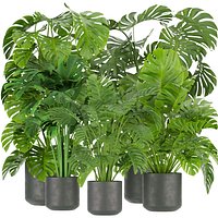 Collection plant vol 334 - indoor - monstera - cinema 4d - 3dmax