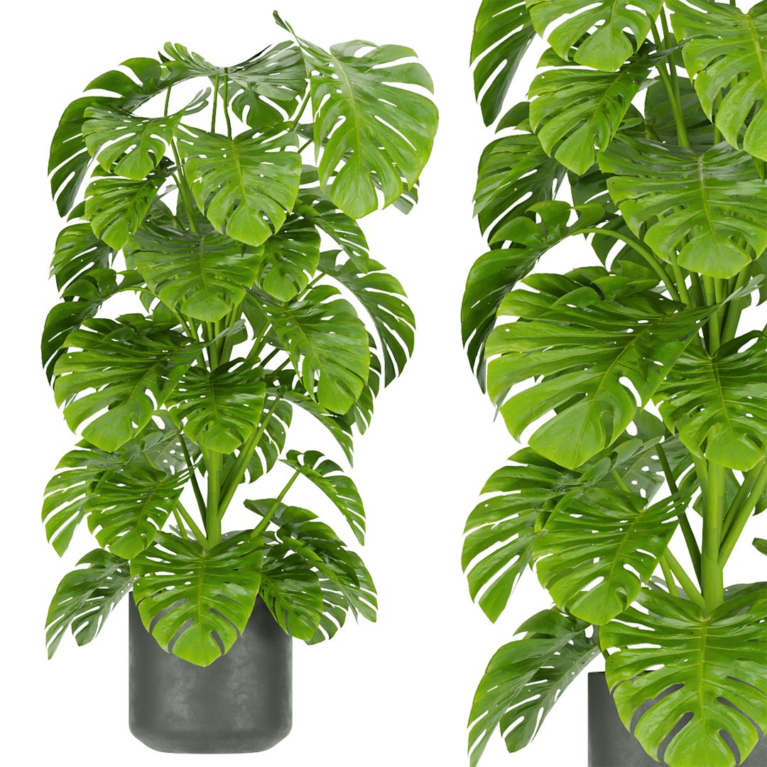 Collection plant vol 334 - indoor - monstera - cinema 4d - 3dmax - blender 3D model https://p.turbosquid.com/ts-thumb/yg/FJUovS/am/untitled3_0001_2.jpg/jpg/1652707147/1920x1080/fit_q87/37d197bf540bf8e68046bc245883a5f0dde825a8/untitled3_0001_2.jpg.jpg