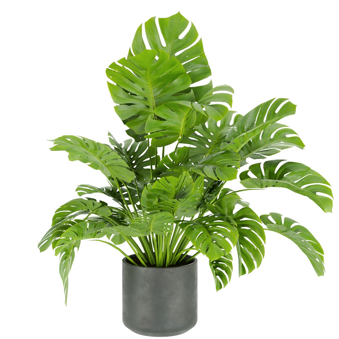 Collection plant vol 334 - indoor - monstera - cinema 4d - 3dmax - blender 3D model https://p.turbosquid.com/ts-thumb/yg/FJUovS/z3/untitled3_0004_5.jpg/jpg/1652707104/1920x1080/fit_q87/d99206ad011cb0e0f8945df16fba2e00cdbd4d21/untitled3_0004_5.jpg.jpg