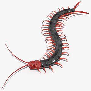 3D scolopendra subspinipes mutilans rigged