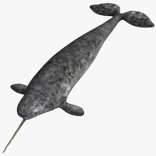 3d narval