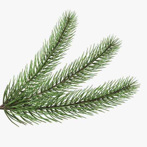 tree branch fir 3D model