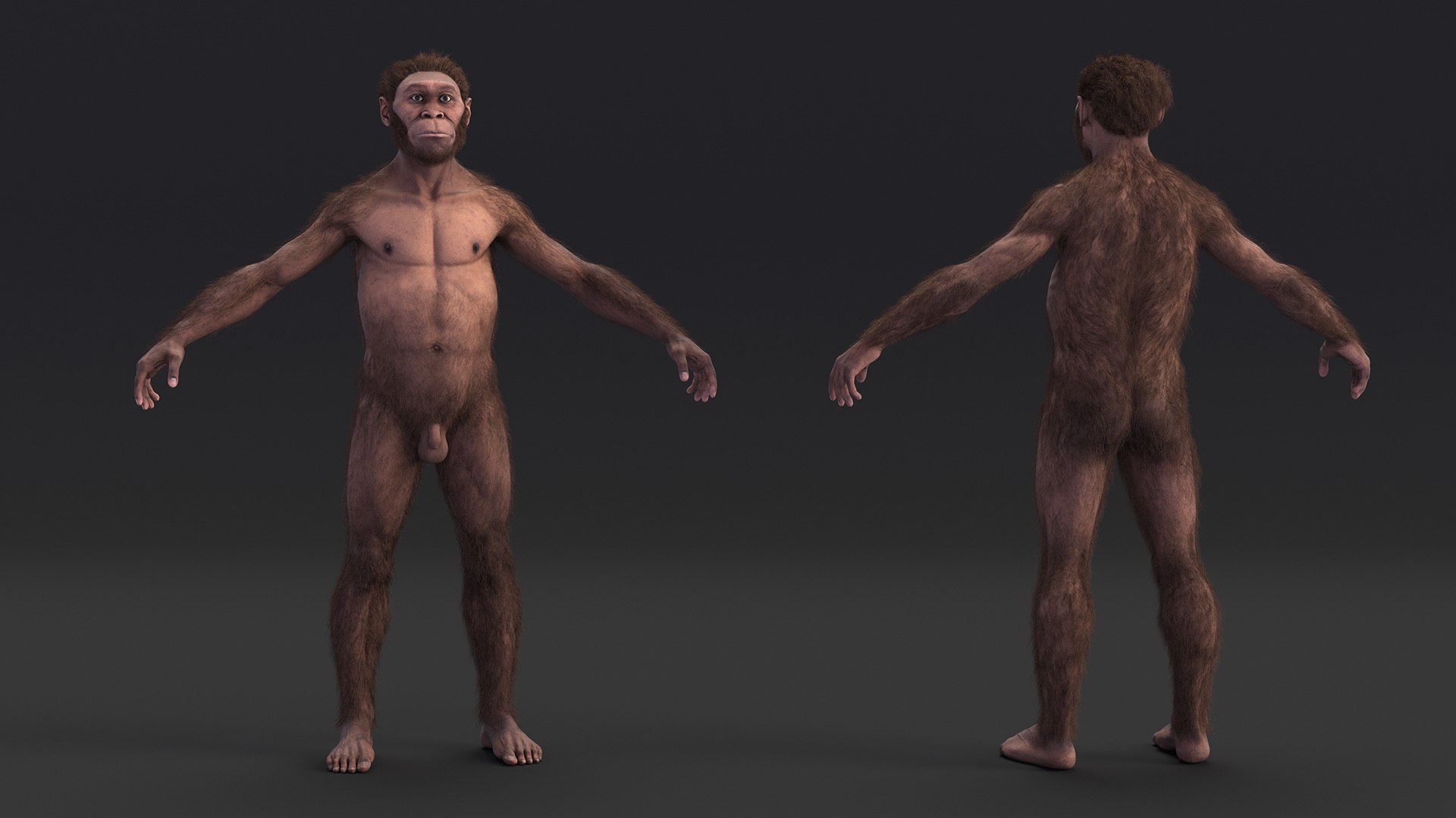 3D model Homo Habilis Fur https://p.turbosquid.com/ts-thumb/yg/PrczQF/4u/homohabilisfur3dsmodel007/jpg/1704933808/1920x1080/fit_q87/9a6dba2bbf678541889a268b4cbda5a8b5a9314e/homohabilisfur3dsmodel007.jpg