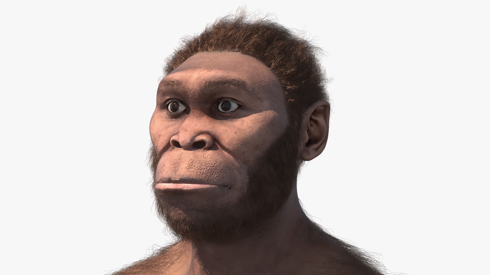 3D model Homo Habilis Fur https://p.turbosquid.com/ts-thumb/yg/PrczQF/D1/homohabilisfur3dsmodel011/jpg/1704933830/1920x1080/fit_q87/ca4a47fc6388f704ef6a5bf3f1de35bd315a5c13/homohabilisfur3dsmodel011.jpg
