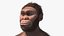 Homo Habilis Fell