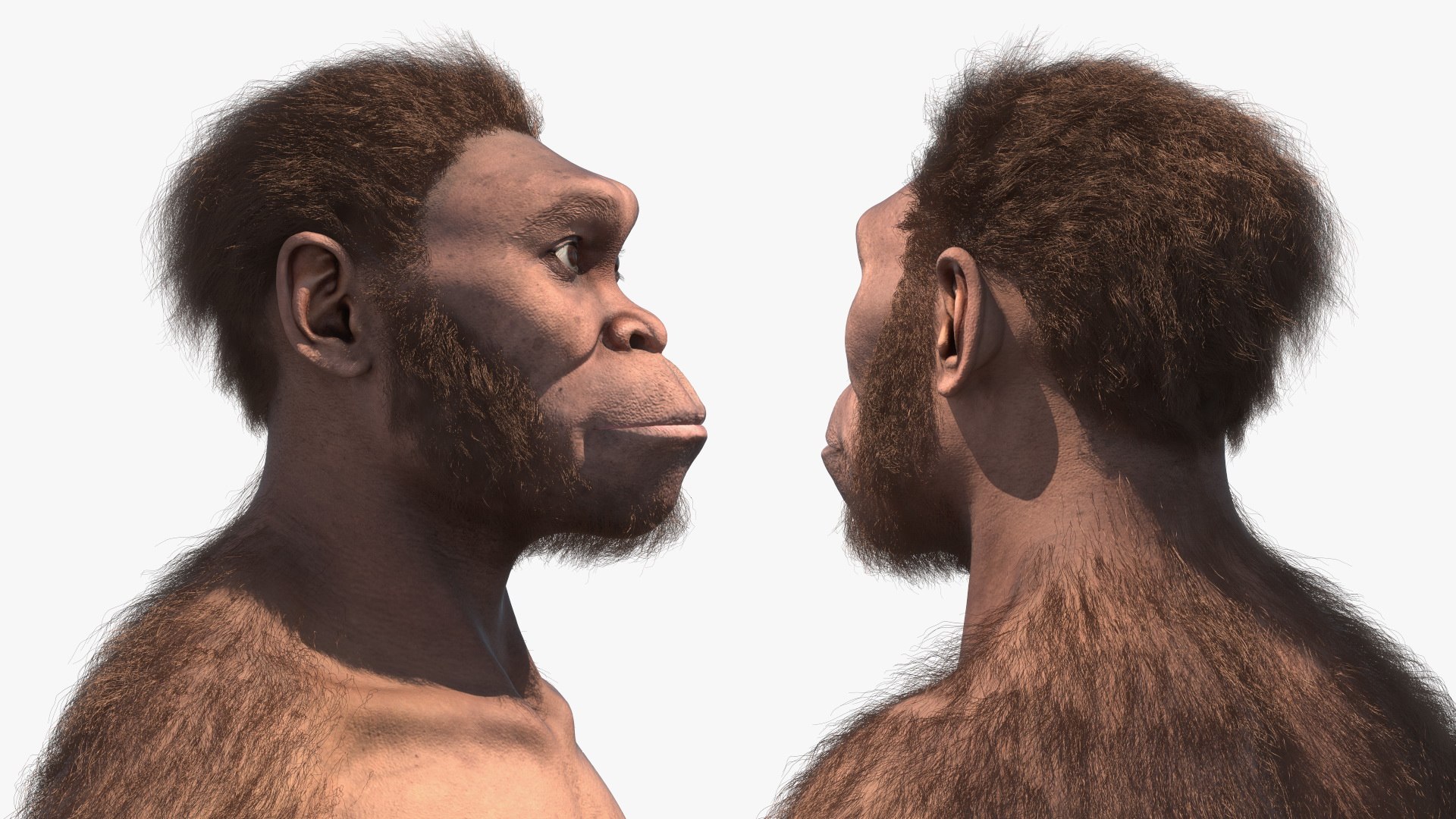 3D model Homo Habilis Fur https://p.turbosquid.com/ts-thumb/yg/PrczQF/P5/homohabilisfur3dsmodel012/jpg/1704933835/1920x1080/fit_q87/bf375aad2e6f7a02c44cf2485a9b7678e5eaafaf/homohabilisfur3dsmodel012.jpg