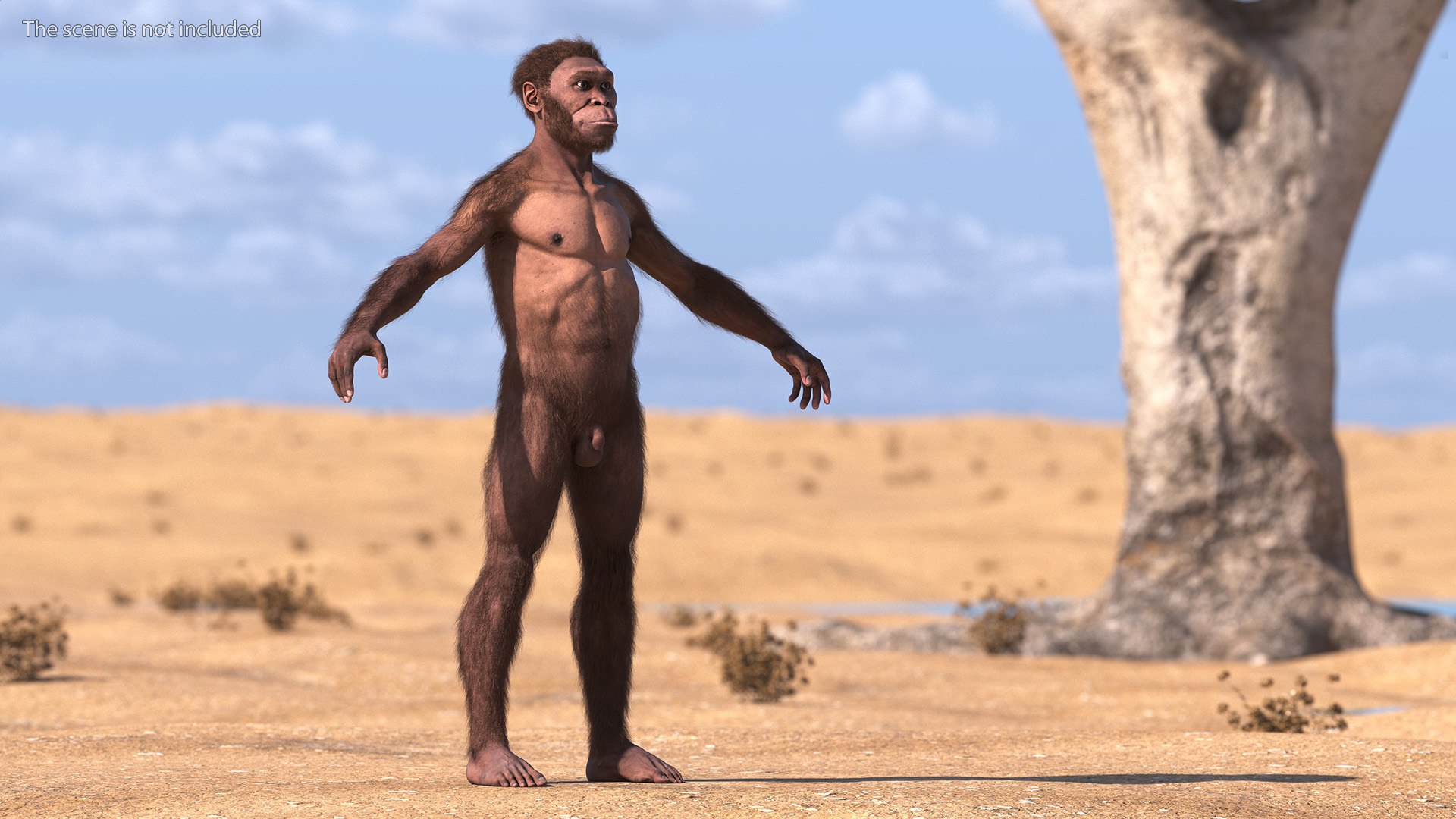 3D model Homo Habilis Fur https://p.turbosquid.com/ts-thumb/yg/PrczQF/PQ/homohabilisfur3dsmodel003/jpg/1704933781/1920x1080/fit_q87/ee394839b05ccf8743e654cf55a3bddc36581a0e/homohabilisfur3dsmodel003.jpg