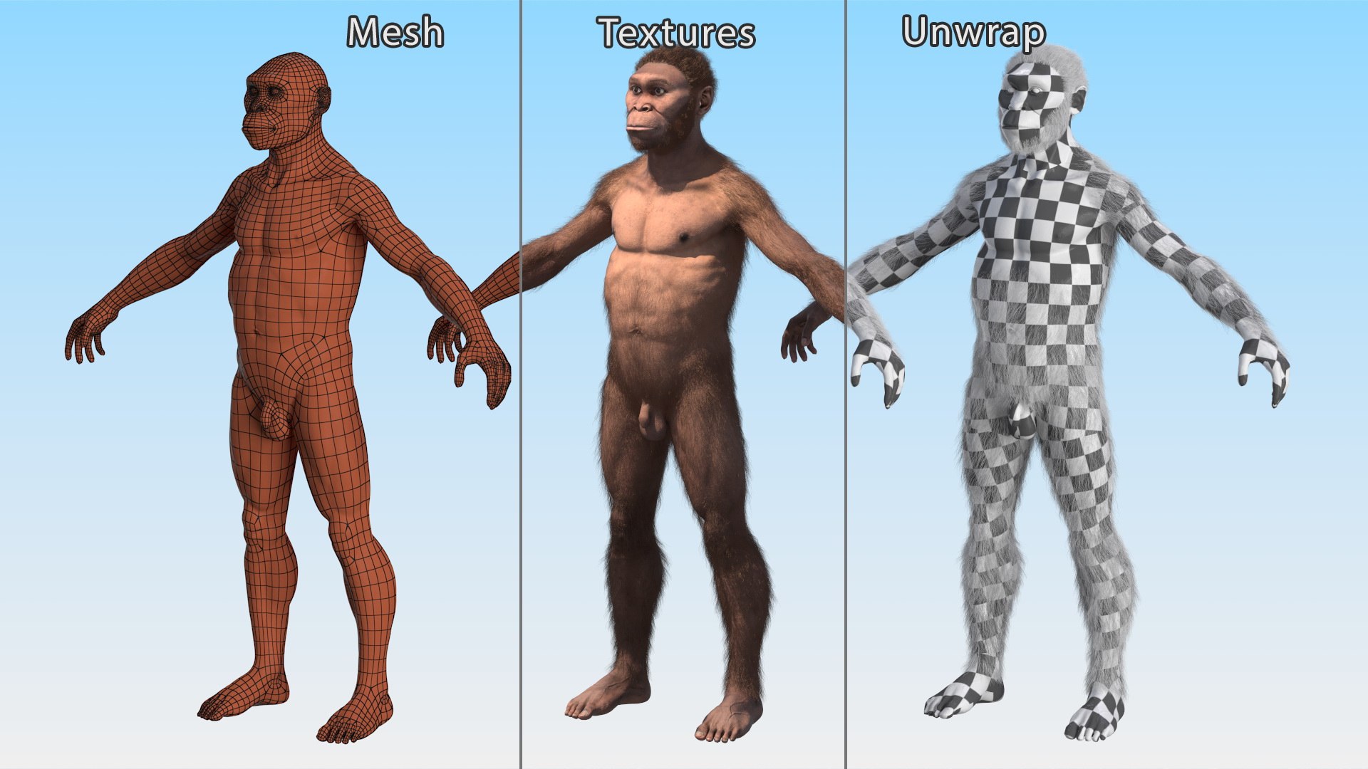 3D model Homo Habilis Fur https://p.turbosquid.com/ts-thumb/yg/PrczQF/UO/homohabilisfur3dsmodel016/jpg/1704933853/1920x1080/fit_q87/4e5362e1f7c912c774c842f6261e6a6a51542c18/homohabilisfur3dsmodel016.jpg