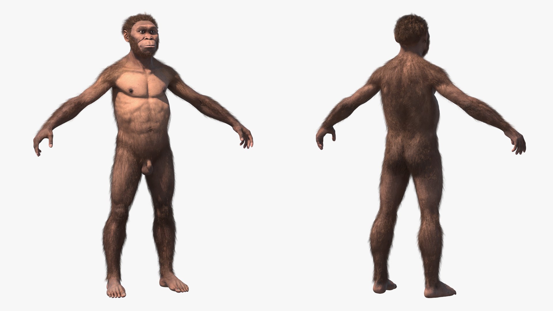 3D model Homo Habilis Fur https://p.turbosquid.com/ts-thumb/yg/PrczQF/V4/homohabilisfur3dsmodel009/jpg/1704933817/1920x1080/fit_q87/34eae3080a2b8ac104a7b65c78fcc9b0fb9ac33a/homohabilisfur3dsmodel009.jpg