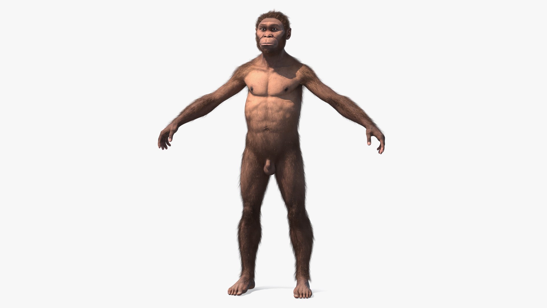 Homo Habilis Fur 3D model preview