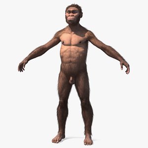 Homo Habilis Fur
