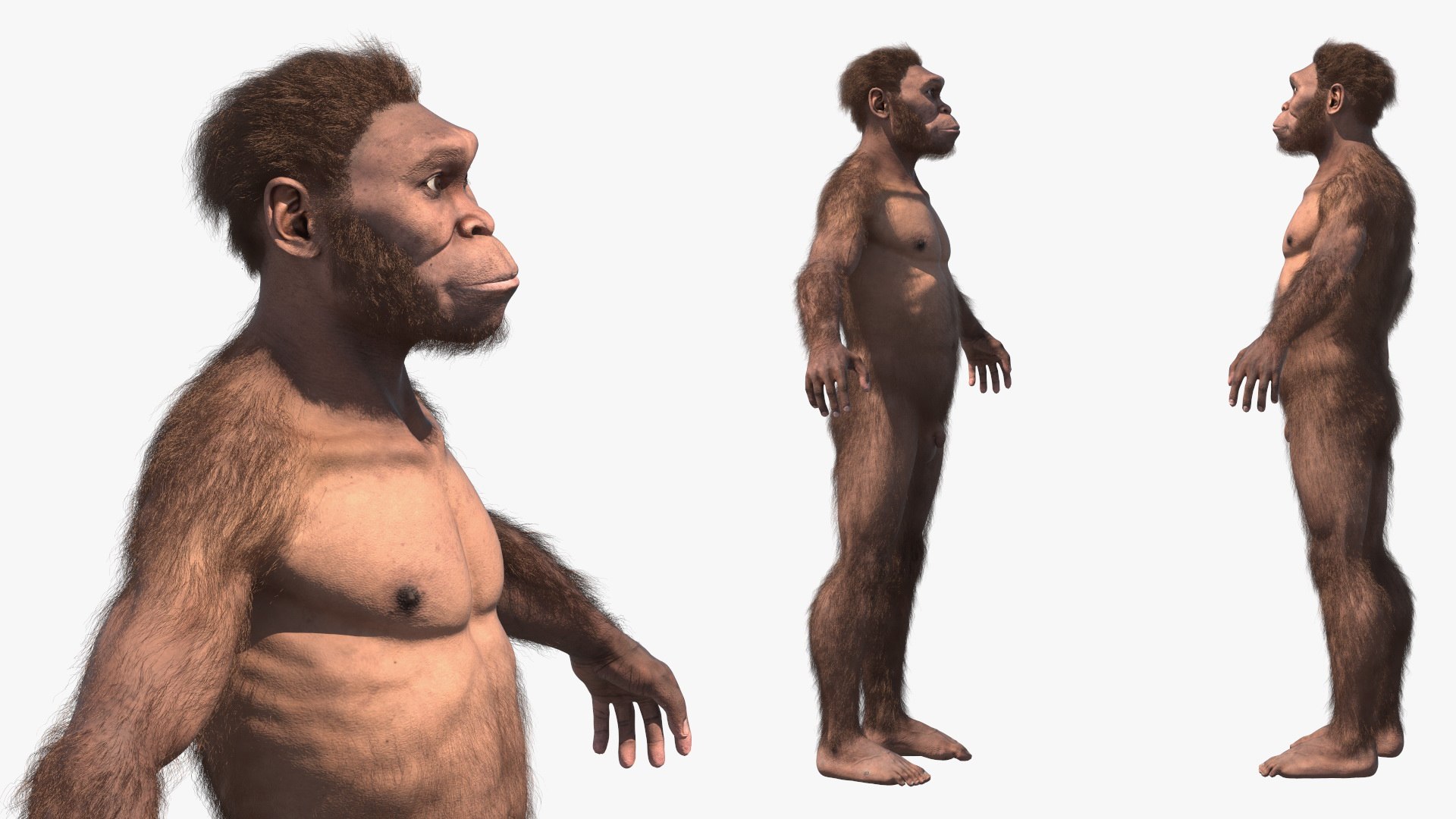 3D model Homo Habilis Fur https://p.turbosquid.com/ts-thumb/yg/PrczQF/gw/homohabilisfur3dsmodel010/jpg/1704933826/1920x1080/fit_q87/5d9d5c66b4a723e18505085d5bd96e27c78feaec/homohabilisfur3dsmodel010.jpg