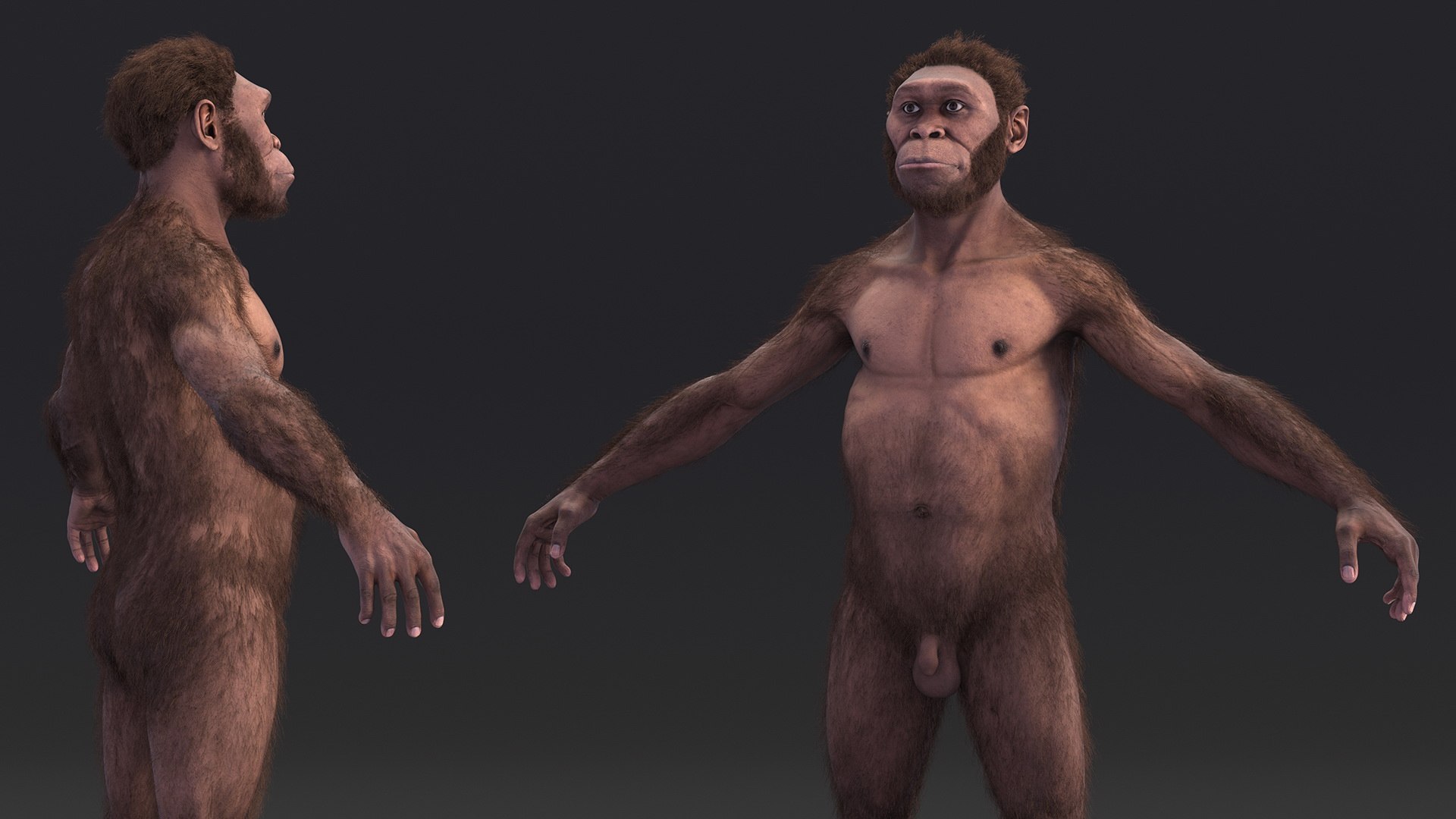 3D model Homo Habilis Fur https://p.turbosquid.com/ts-thumb/yg/PrczQF/pl/homohabilisfur3dsmodel008/jpg/1704933812/1920x1080/fit_q87/fd588e75823bb58a2f3dd7dad04ac47f8fc73890/homohabilisfur3dsmodel008.jpg