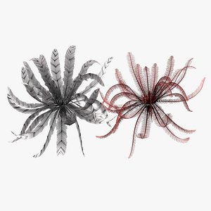 feather star 3D model