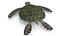 Tortuga verde