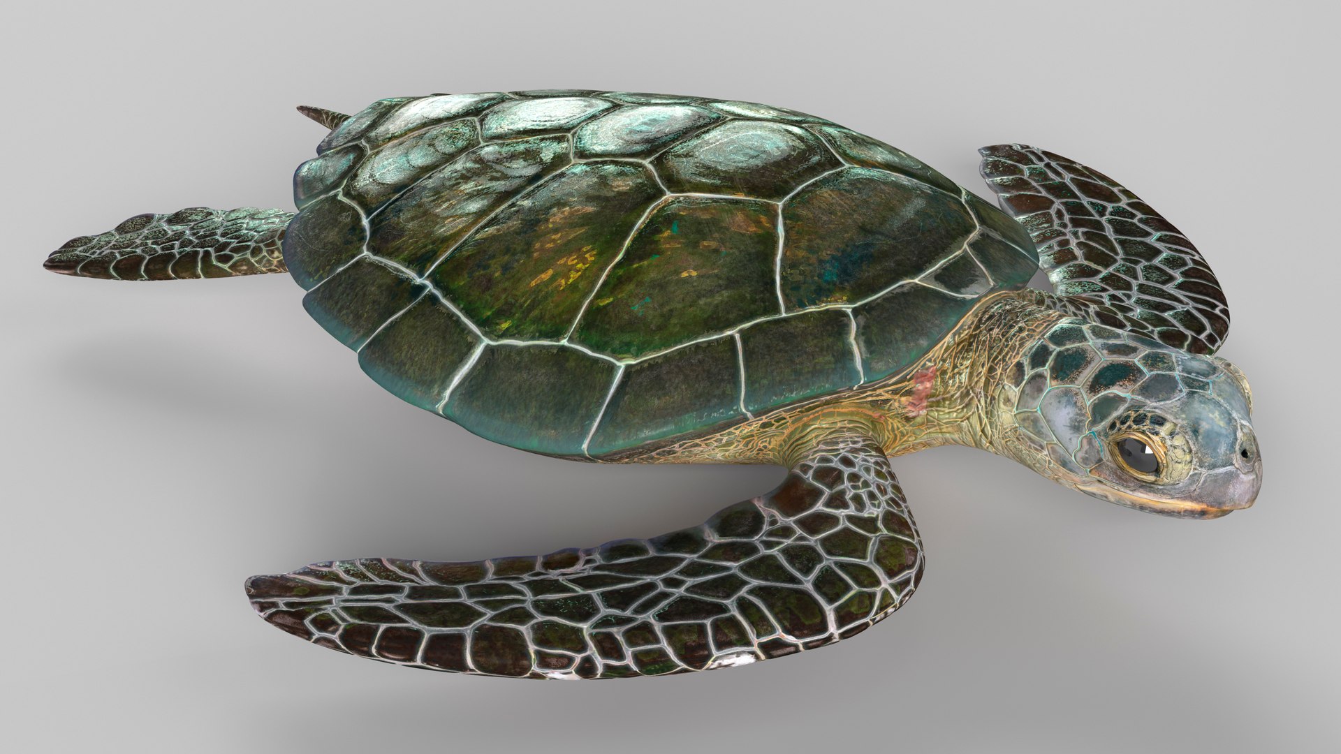 Green Turtle 3D https://p.turbosquid.com/ts-thumb/yg/ePKVDh/2V/greenturtlevray3dmodel005/jpg/1709034994/1920x1080/fit_q87/fbc035ec228295cbfa85995082c031d2a87d6d2b/greenturtlevray3dmodel005.jpg