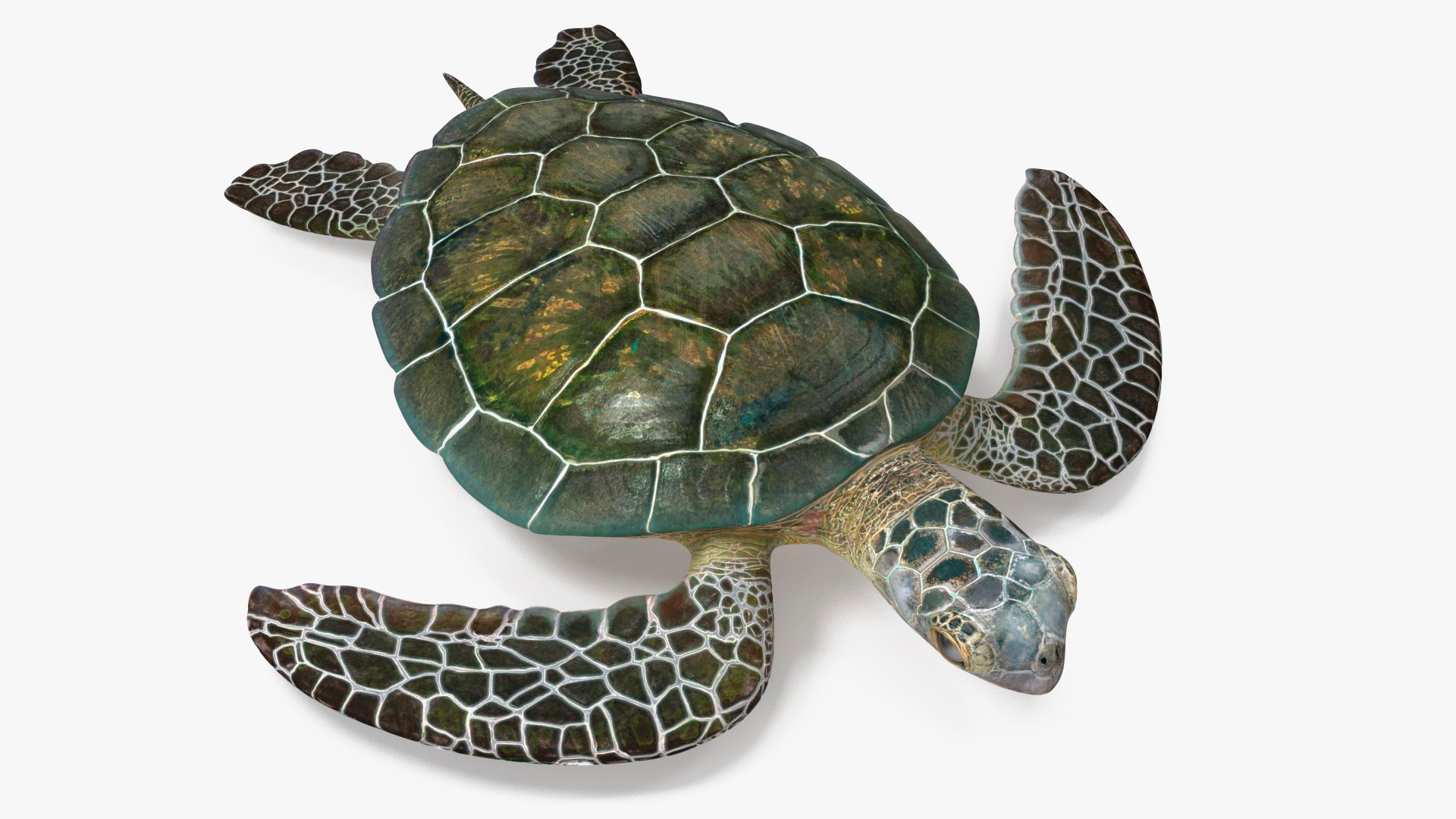 Green Turtle 3D https://p.turbosquid.com/ts-thumb/yg/ePKVDh/EA/greenturtlevray3dmodel007/jpg/1709035003/1920x1080/fit_q87/270a9817f3e68ef716c28ac6d128600c11f93300/greenturtlevray3dmodel007.jpg