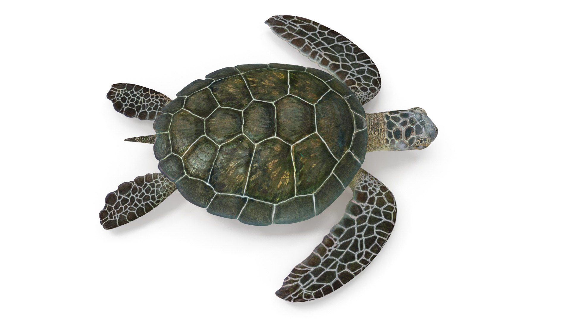 Green Turtle 3D https://p.turbosquid.com/ts-thumb/yg/ePKVDh/FY/greenturtlevray3dmodel011/jpg/1709035018/1920x1080/fit_q87/3f3111f74c26ec942523e241929d728f49878850/greenturtlevray3dmodel011.jpg