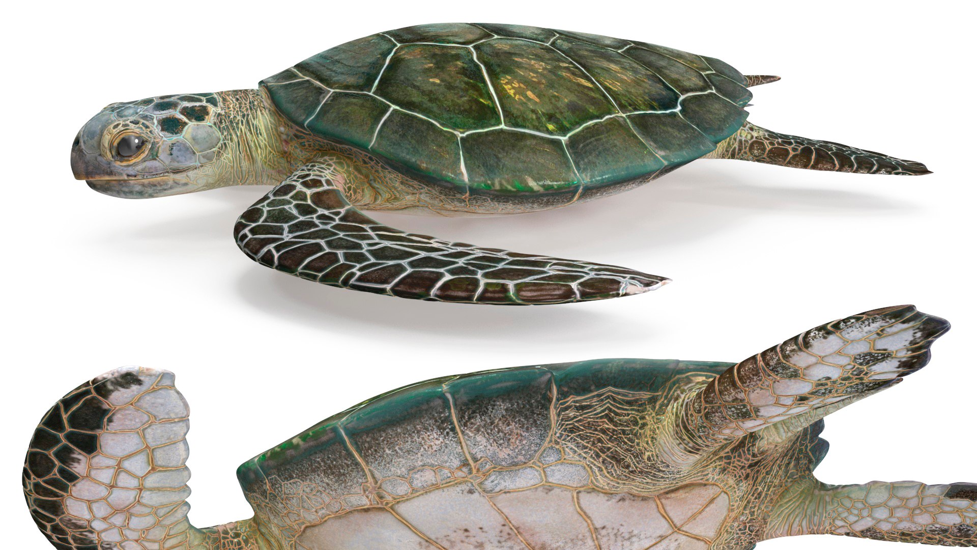 Green Turtle 3D https://p.turbosquid.com/ts-thumb/yg/ePKVDh/Gf/greenturtlevray3dmodel015/jpg/1709035036/1920x1080/fit_q87/58bfcdd05ced07ba2fe5e89d22bcb6cbfbf76757/greenturtlevray3dmodel015.jpg