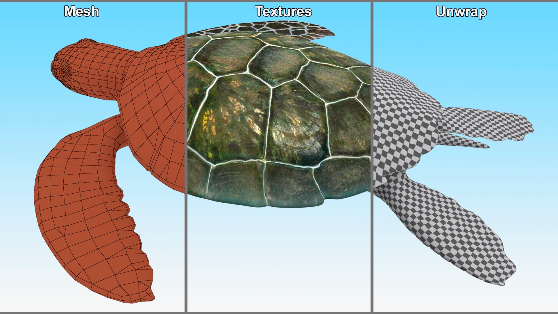 Green Turtle 3D https://p.turbosquid.com/ts-thumb/yg/ePKVDh/WK/greenturtlevray3dmodel016/jpg/1709035040/1920x1080/fit_q87/eb11f604c1a3d7f7b1f86333e13ab29351975d85/greenturtlevray3dmodel016.jpg