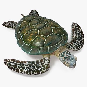 Green Turtle