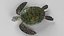 Tortuga verde
