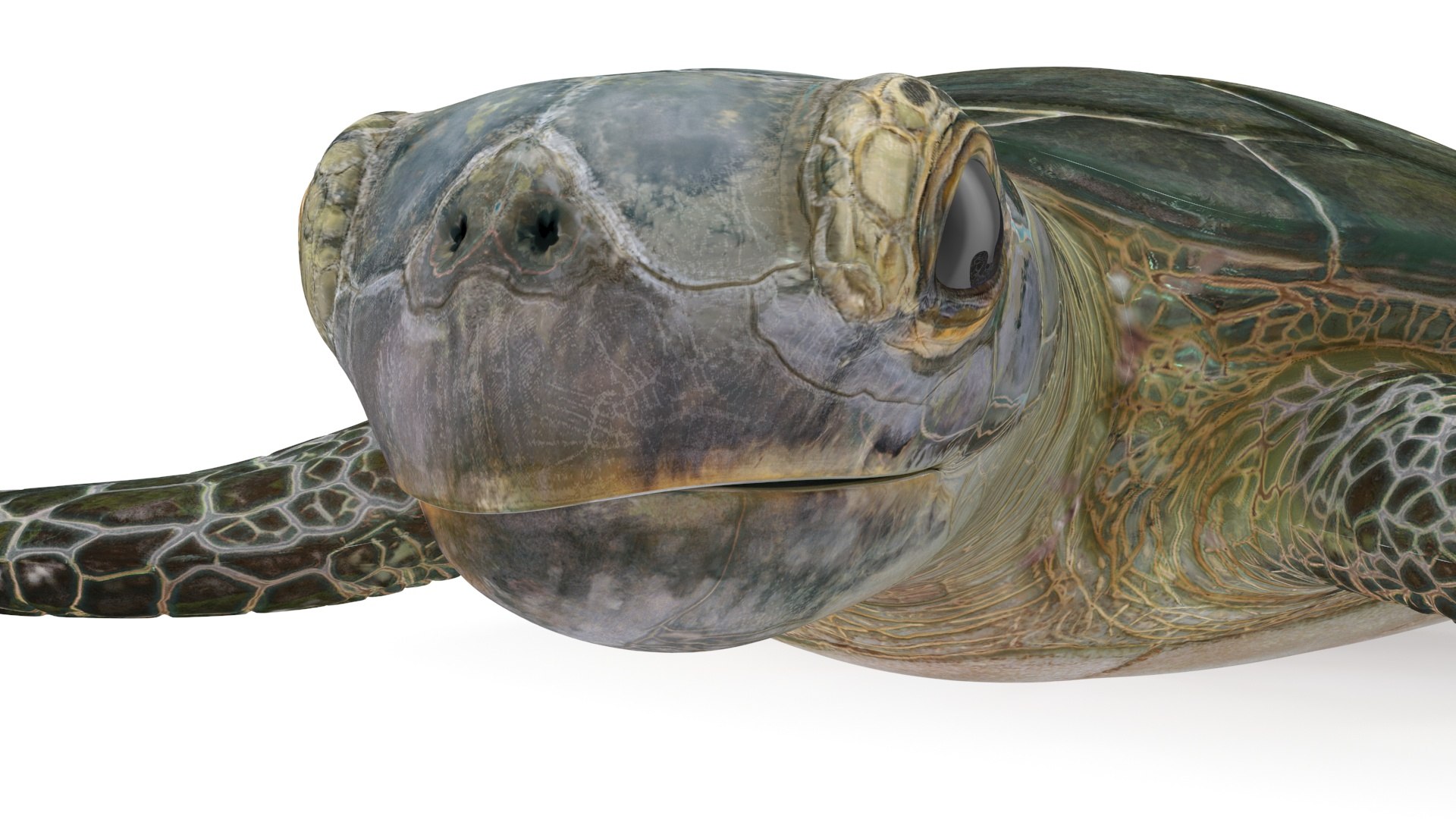 Green Turtle 3D https://p.turbosquid.com/ts-thumb/yg/ePKVDh/t7/greenturtlevray3dmodel012/jpg/1709035023/1920x1080/fit_q87/21431fdc030247c988102c28c4bd436f022402be/greenturtlevray3dmodel012.jpg