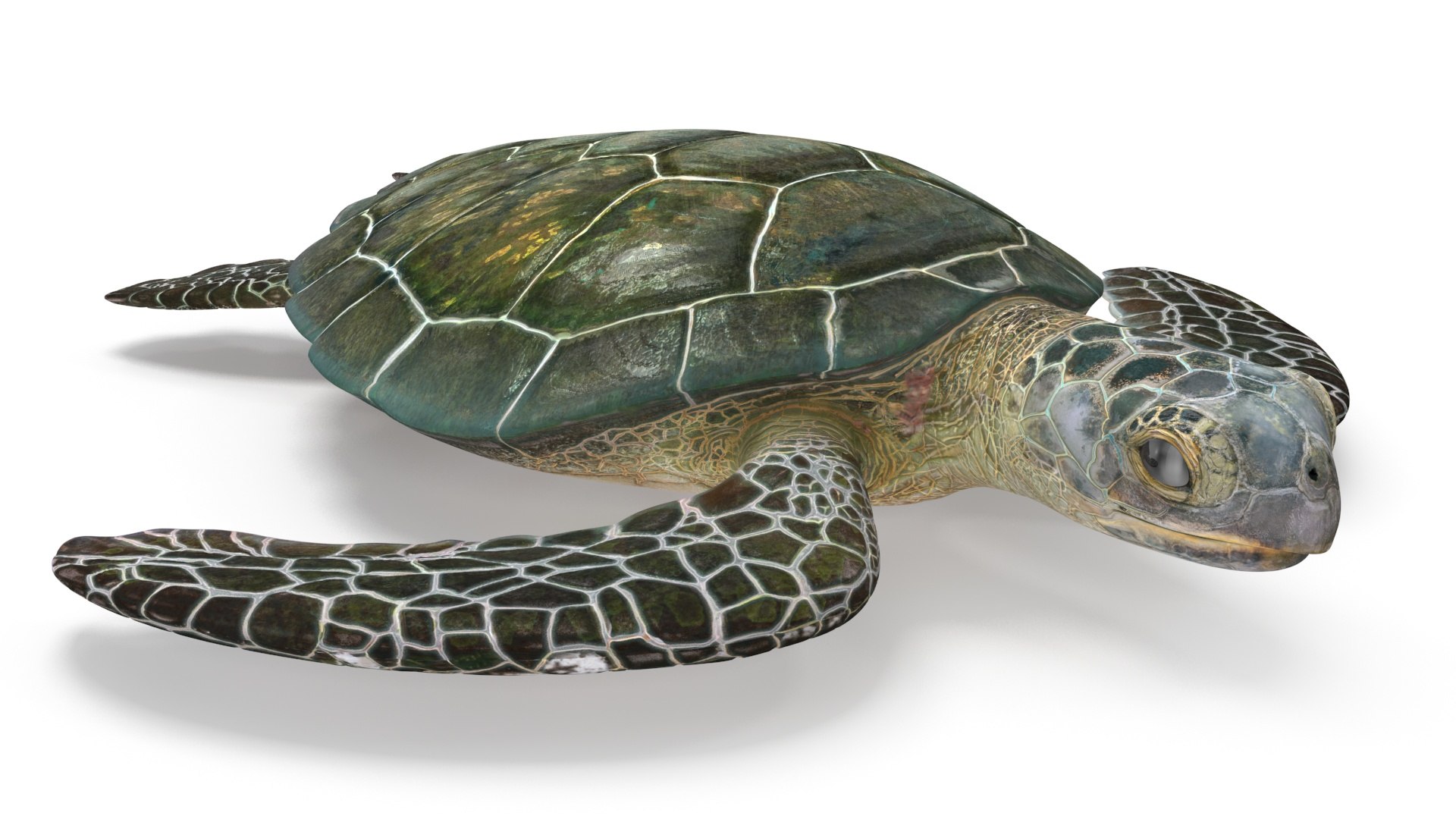 Green Turtle 3D https://p.turbosquid.com/ts-thumb/yg/ePKVDh/yK/greenturtlevray3dmodel008/jpg/1709035007/1920x1080/fit_q87/de5fb7ca1c0fa40d7d11d8b585cbe2591b4c4a60/greenturtlevray3dmodel008.jpg