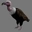 Two different version of vulture flying and sitting bird collection rigged and low poly