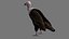 Two different version of vulture flying and sitting bird collection rigged and low poly