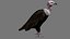 Two different version of vulture flying and sitting bird collection rigged and low poly