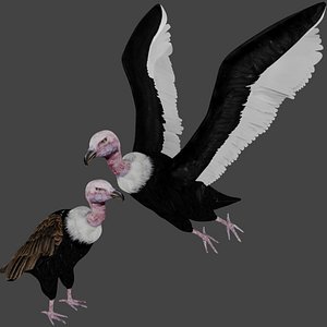 Two different version of vulture flying and sitting bird collection rigged and low poly