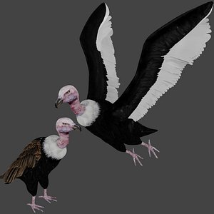 Two different version of vulture flying and sitting bird collection rigged and low poly