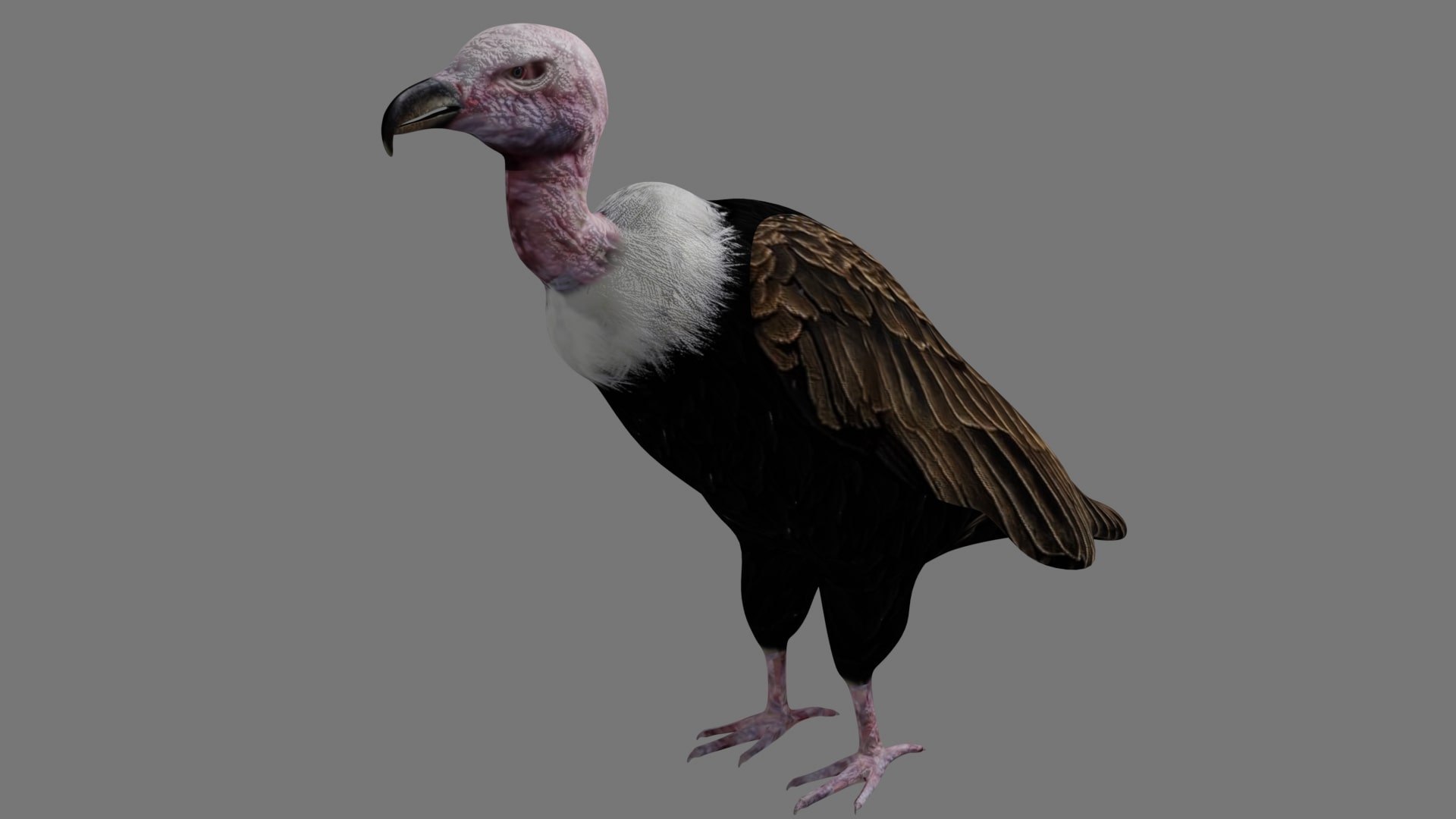 different version vulture model https://p.turbosquid.com/ts-thumb/yg/jvA1Hx/Zw/a3/jpg/1609008510/1920x1080/fit_q87/a163eeafb5606b8cc45de4e048bb568ae9b05b5a/a3.jpg