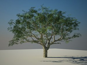hi rez tree