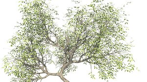 yalda tree 6