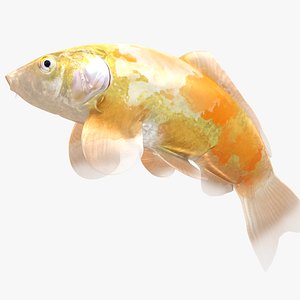 Japanese Carp Fish Rigged L1852 3D model